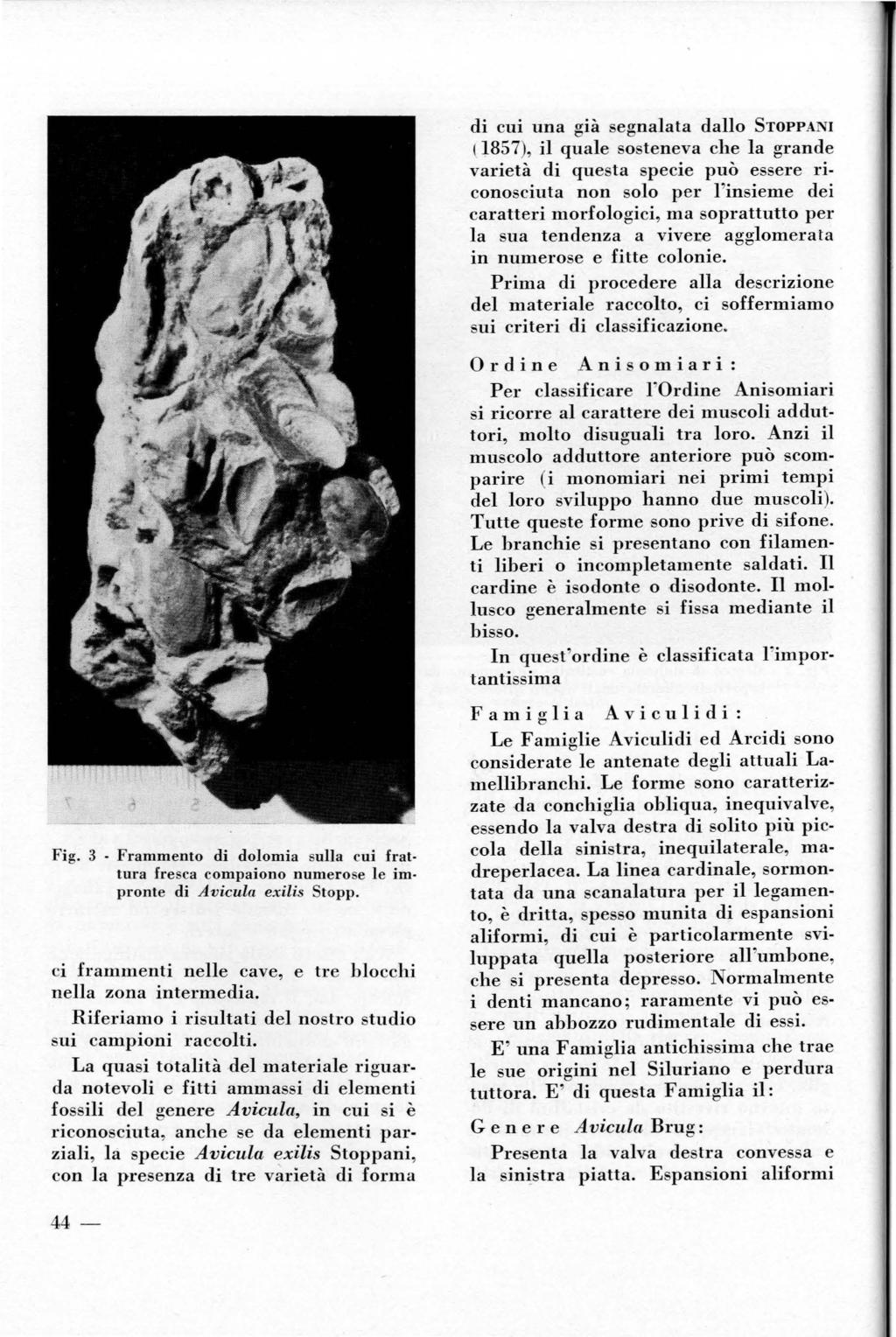 di cui una già segnalata dallo STOPPANI ( 1857), il quale sosteneva che la grande varietà di questa specie può essere riconosciuta non solo per l'insieme dei caratteri morfologici, ma soprattutto per