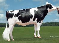 aaa: 261 I Nato il: 15.06.2016 FAMILY: WEBB-VUE GOLDWYN ELVIRA EX-90 metric LEANINGHOUSE MDSTY 22198 aaa: 231 I Nato il: 08.