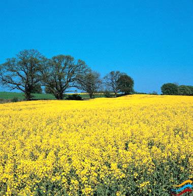 MODELLI DI IMPRESE AGRIENERGETICHE Le