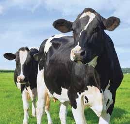 Vacche LINEA Ovini da latte La Checcarini S.p.A. dispone di un ampia gamma di mangimi per vacche da latte adatta per tutte le fasi dell allevamento.