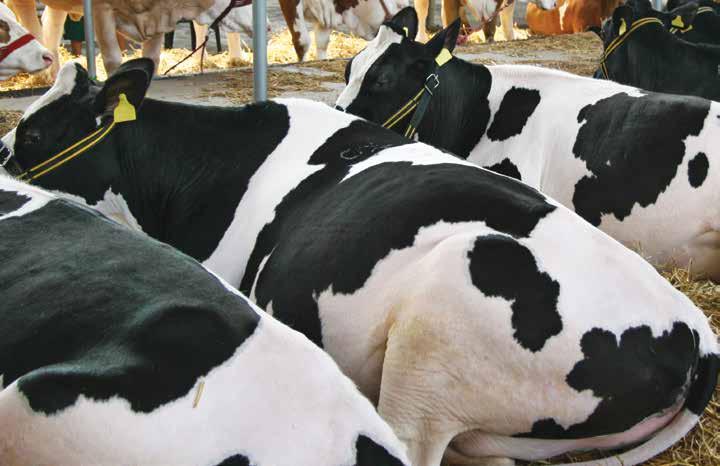 Vacche da latte NUCLEI NCLVL35 vacche 35 Si presenta nella forma fisica di FARINA e PELLET da 4.5 mm. Proteina grezza 35.0% Oli e grassi grezzi 3.0% Ceneri grezze 8.