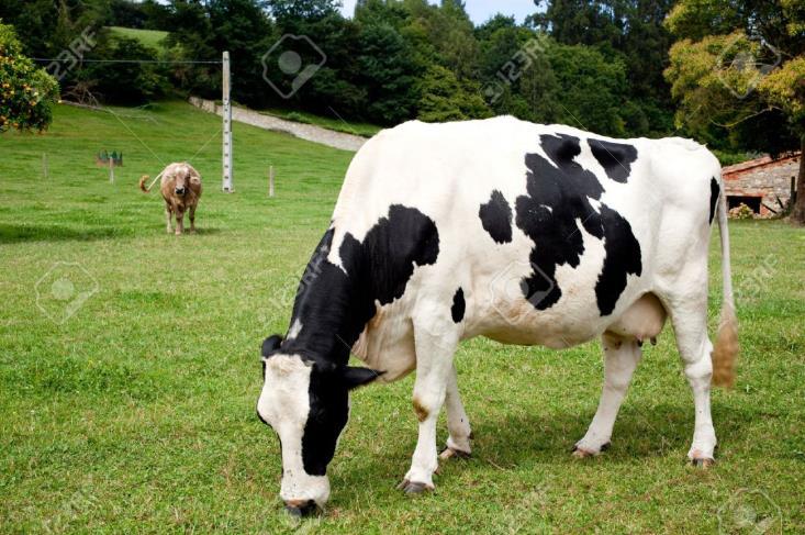 vacche da latte Temperatura