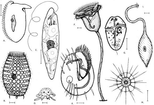 I PROTISTI Eucarioti Unicellulari ciliati ciliati euglenoide ciliati ciliati dinoflagellato