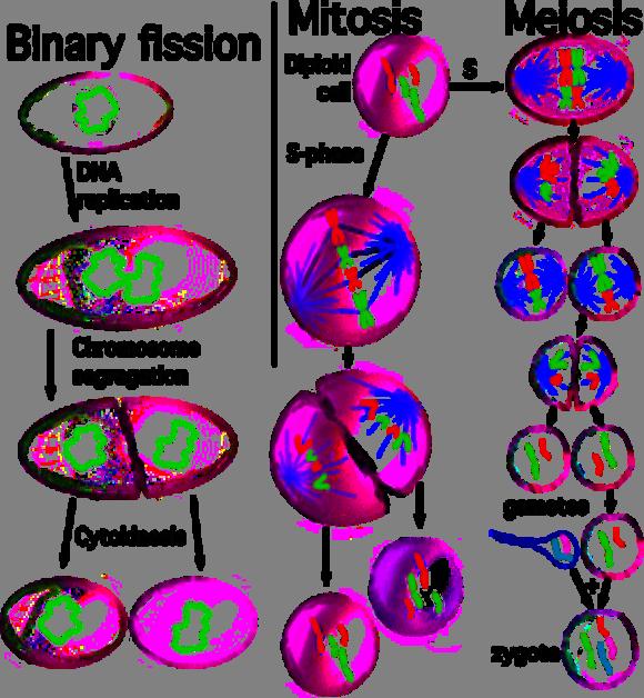 Divisione asessuata o per via vegetativa fissione binaria ovvero la forma di riproduzione usata dagli organismi procarioti.