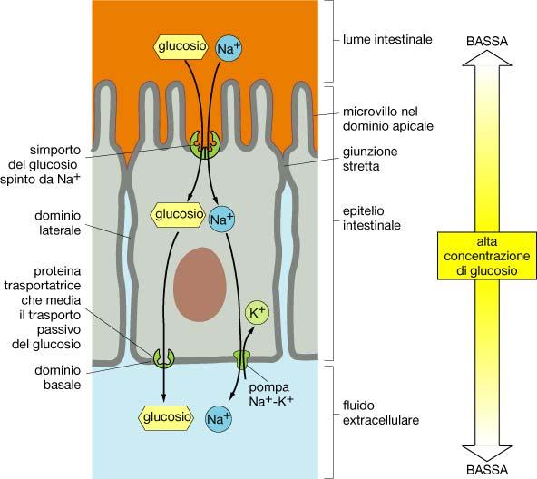 Proteine trasportatrici Domini di membrana