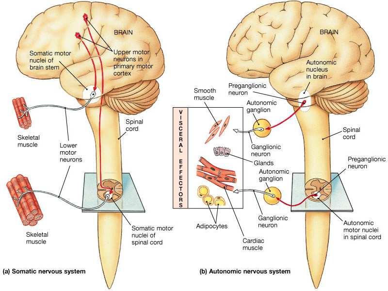 VIE MOTORIE Neurone Motore superiore Corpo cellulare nella corteccia cerebrale (sistema piramidale) o altrove (sistema extrapiramidale) L assone scende fino al tronco o