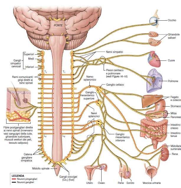 INNERVAZIONE ORTOSIMPATICA Due catene gangliari, ognuna posta su ciascun lato della colonna vertebrale, Tre gangli collaterali posti anteriormente alla colonna