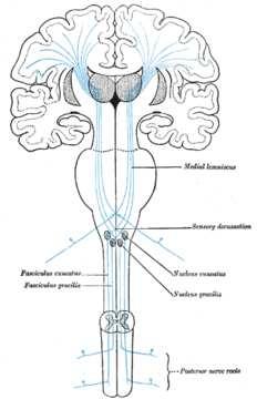 che origina una risposta motoria entra nei cordoni posteriori della sostanza bianca e si dirige verso l encefalo, per fare tappa nel bulbo, nel talamo e poi nella corteccia cerebrale