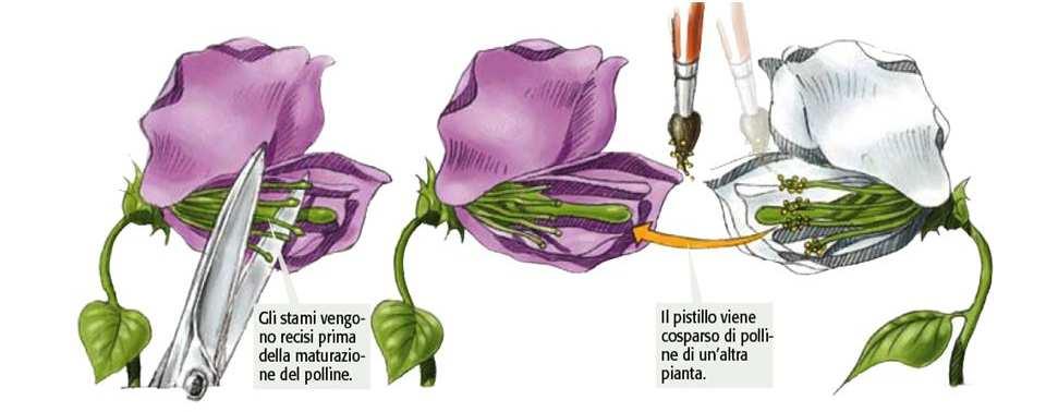 METODO DI LAVORO Apriva il fiore, ne tagliava le antere per impedire l autofecondazione, poi con un pennellino depositava sullo stimma il