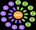 e di Sistema 2010-2012 Informazione e Formazione 2009-2012 -Piani Miglioramento -Gruppi di lavoro -Procedure PG-PTPT -Regolamento Aziendale Sicurezza - Referenti SGS Il Manuale delle Procedure SGS