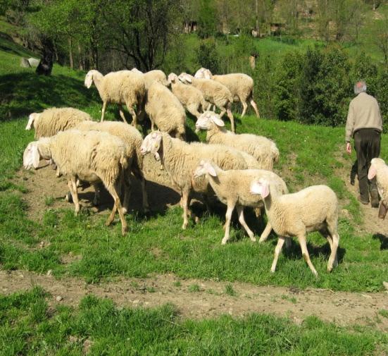 GENETICHE ANIMALI LOMBARDE: STATO DELL