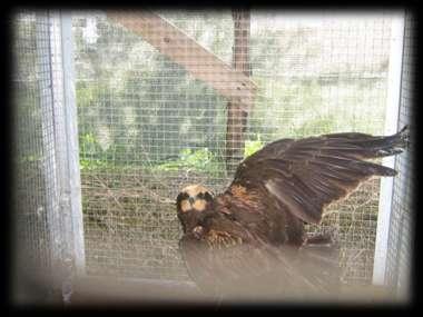 gallicus) Falco