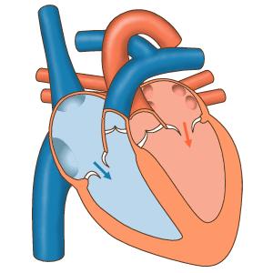 Il cuore La fase in cui il cuore si riempie di sangue è detta diastole.
