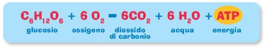 La reazione che ci dà energia C 6 H 12 O 6 + O 2 = CO 2 + H 2 O + ATP Zuccheri e ossigeno danno come prodotti anidride carbonica, acqua e energia.