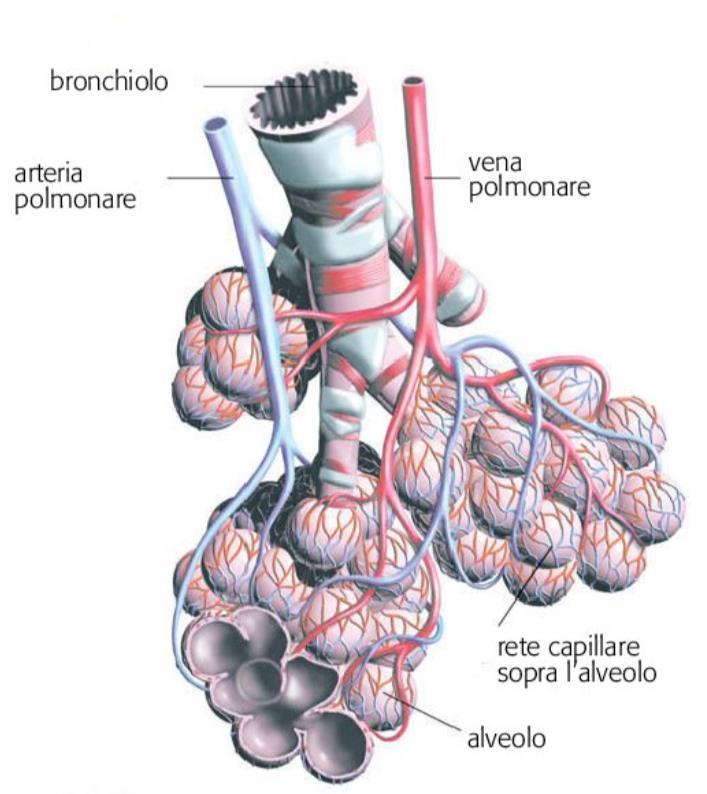 L apparato respiratorio I bronchi si diramano in canali sempre più sottili che terminano negli alveoli. Gli alveoli sono circondati da piccoli vasi sanguigni detti capillari.