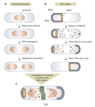 e acquisire tecniche molecolari del DNA