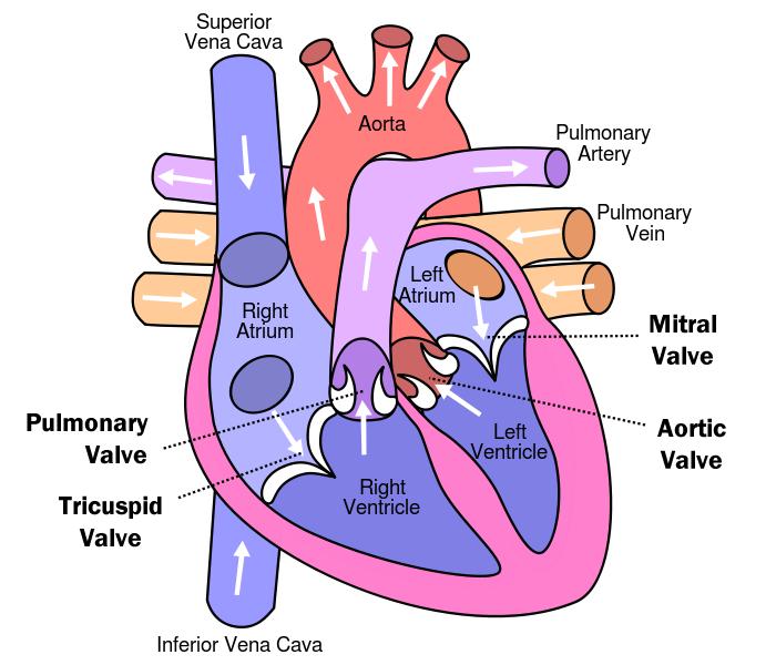 Valvole cardiache e vasi sanguigni Le valvole cardiache e i vasi sanguigni sono tessuti che generalmente vengono utilizzati in casi urgenti e che, proprio come gli organi, possono salvare delle vite