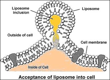 Il doppio strato lipidico dei liposomi, fondendosi con le membrane cellulari, permette il rilascio del