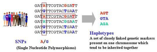 Il LD comporta la formazione di aplotipi Aplotipo: set di alleli (o marcatori genetici) strettamente legati presenti su un cromosoma e che tendono ad essere