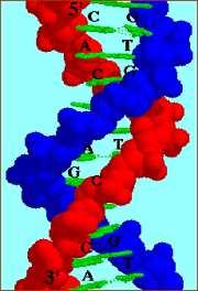 Effetti biologici della radiazione Attraverso la ionizzazione ed eccitazione delle molecole del tessuto si provoca un danno cellulare: danno diretto al DNA per rottura dei