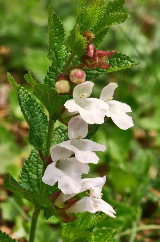 NOME SCIENTIFICO: MELITTIS MELISSOPHYLLUM Linneo SINONIMO: NOME COMUNE: Bocca di lupo, Erba limona, Falsa melissa FAMIGLIA: ORIGINE: ALTEZZA: FIORITURA: Estate HABITUS FOGLIA RADICE Lamiaceae