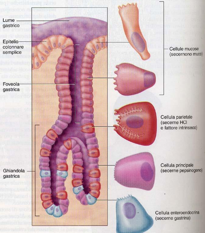 ENTEROENDOCRINA (gastrina) (diffuse) Cellule ECS: istamina e serotonina Cellule D: somatostatina (diffuse) Ruolo