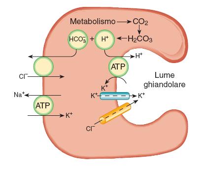 Secrezione di HCl La cellula ossintica (parietale) produce HCl nel lume e NaHCO 3 a livello sierosale produce il fattore intrinseco