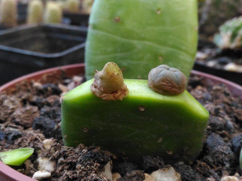 Lophophora