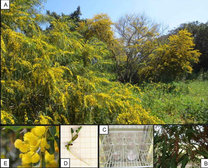 Fig. 8 Acacia saligna e provenienza dei semi: A) habitus (PNRM CA, Sardegna); B) particolare dei frutti; C) test di germinazione; D) plantula; E) particolare del fiore. Fig.