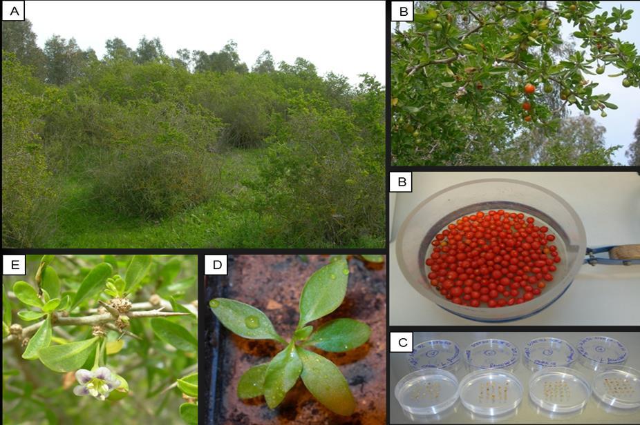 Tra il secondo e il terzo anno sono stati realizzati i monitoraggi per lo studio della distribuzione ed evoluzione delle popolazioni delle specie maggiormente invasive e potenzialmente invasive negli