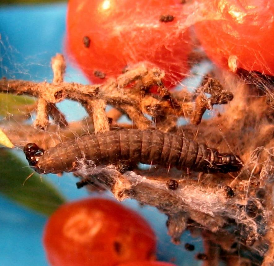 Tra gli ospiti più comuni si ricordano: aglio, sorgo, grano, mais, miglio, ricino, carota