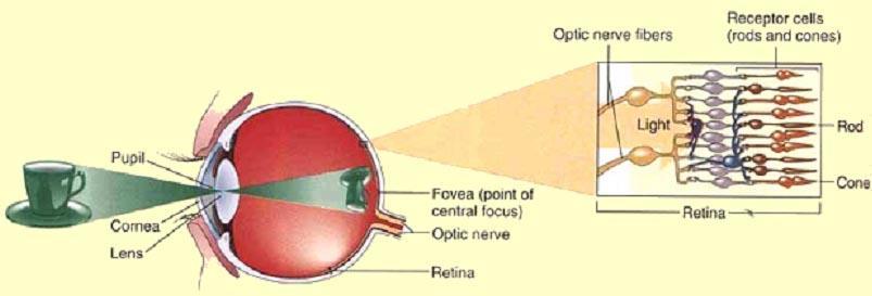 L UNITÀ DELLA PERCEZIONE VISIVA INTESA COME QUALSIASI ENTITÀ