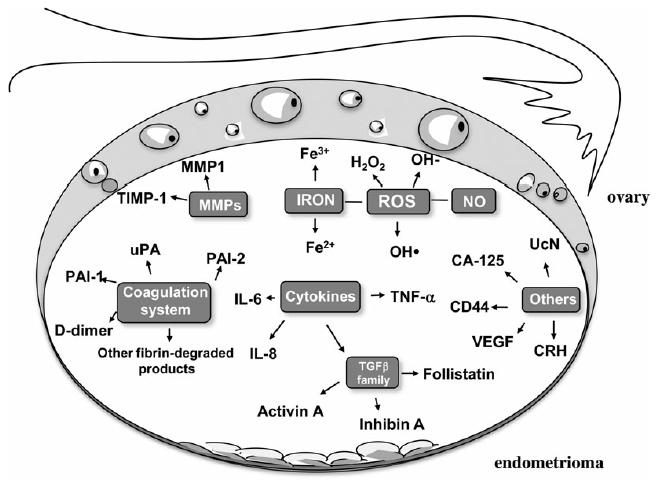 Endometrioma and ovarian reserve Ovarian reserve reduction before and after surgery The toxic network of