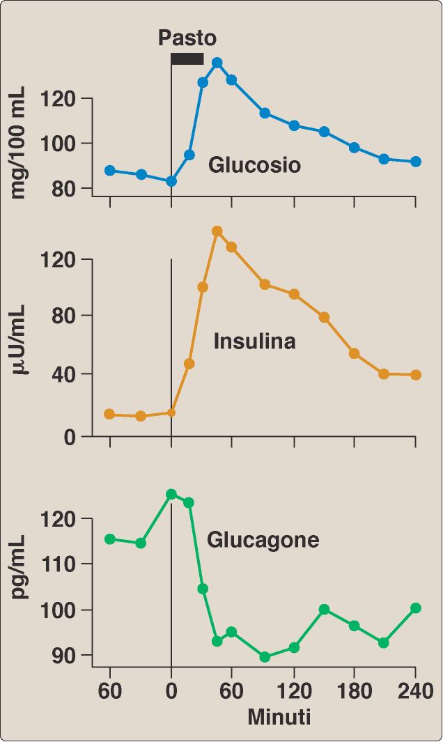 Il Glc passa quindi nel sangue dove viene captato da tutte le cellule Il Glc è il principale combustibile per tutte le