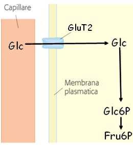 La glucochinasi - presenta una km 100 volte maggiore - funziona