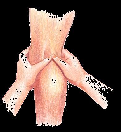 COMPRESSIONE DIGITALE A DISTANZA Arteria poplitea per le emorragie della gamba (dal ginocchio alla caviglia) e del piede Premere con i