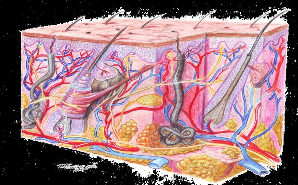 ANATOMIA LA PELLE EPIDERMIDE (strato