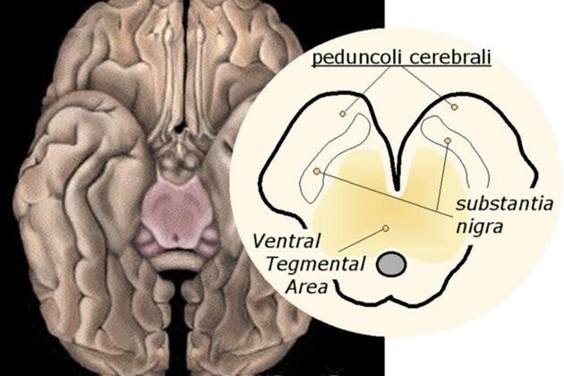 n. accumbens = segnalatore di REWARD (vissuto di PIACERE nel sistema limbico) segnalatore della possibilità di