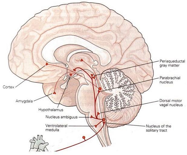 emotiva riproduttiva sulla quale l uomo è giunto, con maggiore o