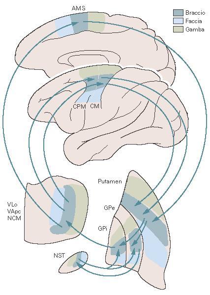 Nuclei della base e circuiti talamo-corticali Circuito scheletromotorio: origina (e termina) a livello delle aree motorie precentrali (M1 o CM, PM o CPM, e SMA o AMS), verso il putamen, implicato