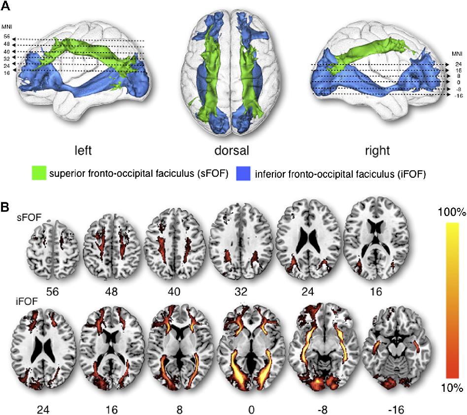 Le connessioni fronto-corticali Fascicolo