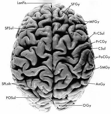 Faccia dorsale degli emisferi cerebrali dell uomo AnGy: Angular Gyrus CSul: Central Sulcus (of Rolando) LonFis: Longitudinal Fissure MFGy: Middle Frontal Gyrus PoCGy: