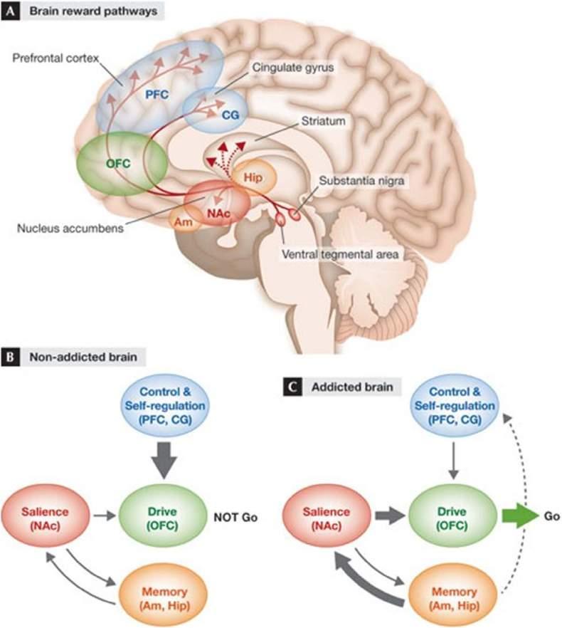 Aree cerebrali coinvolte nella impulsività e propensione all azzardo Corteccia pre-frontale Controllovolontario dei comportamenti Striato dorsale
