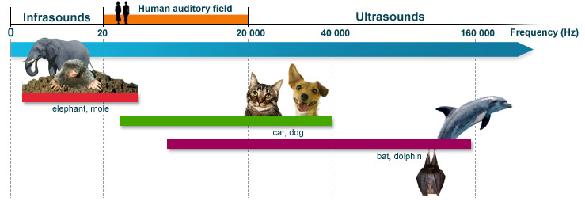 !16 L essere umano non percepisce tutte le frequenze ma solo un range che va da 20 a 20.000 Hz Le frequenze al di sotto di 20 sono chiamate infrasuoni e quelle al di sopra di 20.