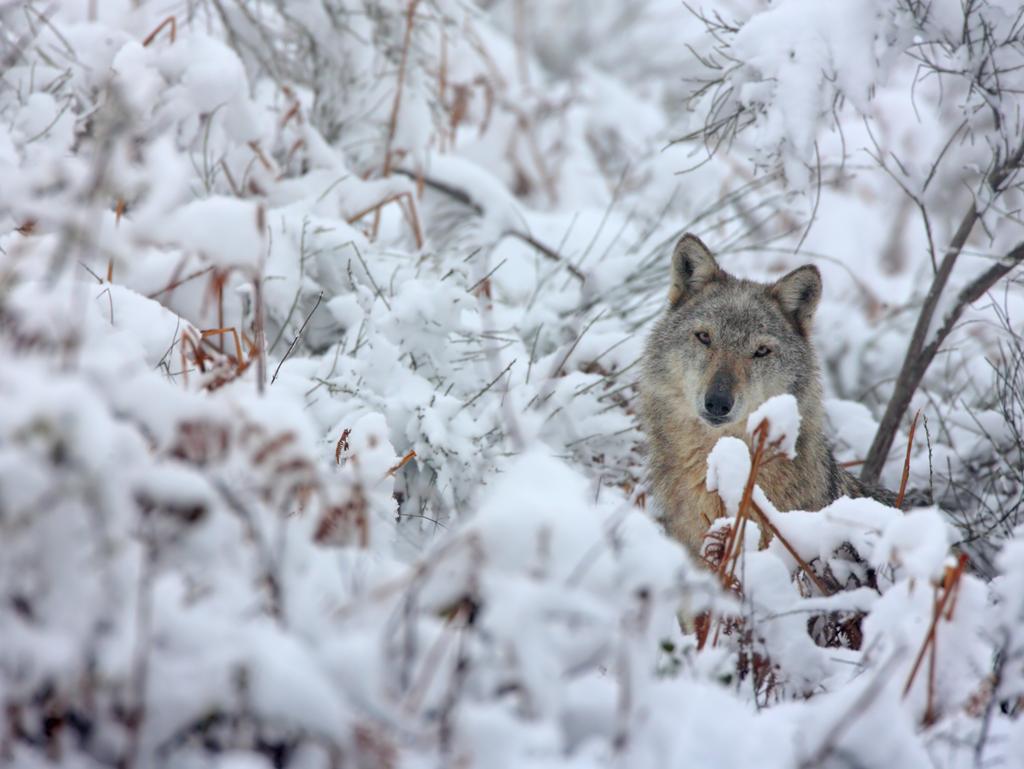 LIFE12 NAT/IT/000807 WOLFALPS Wolf in the Alps: implementation of coordinated wolf conservation actions in
