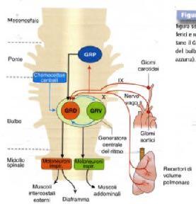 3. Gruppi respiratori Vi sono in figura due tipologie di gruppi respiratori: Gruppo respiratorio ventrale (GRV, in verde) Gruppo respiratorio dorsale (GRD, in rosso) I due gruppi partecipano quasi