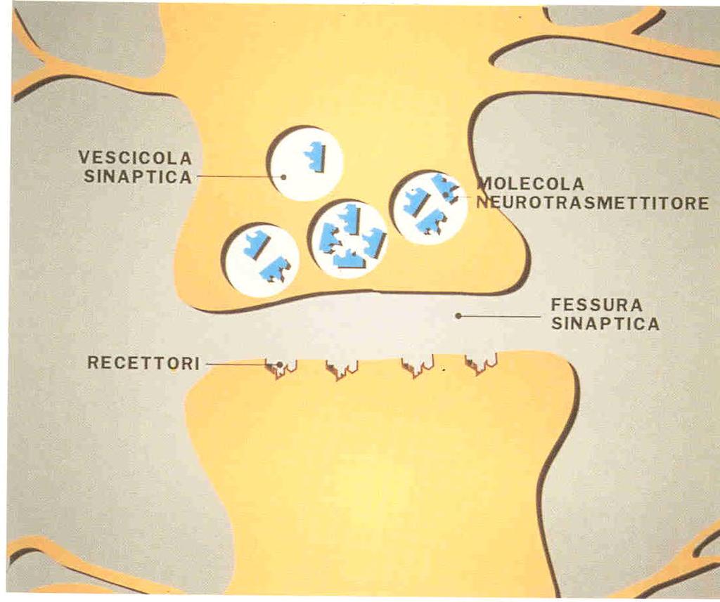 I neurotrasmettitori I neurotrasmettitori sono delle molecole chimiche prodotte dal cervello, rilasciate da speciali vescicole al termine dell assone.