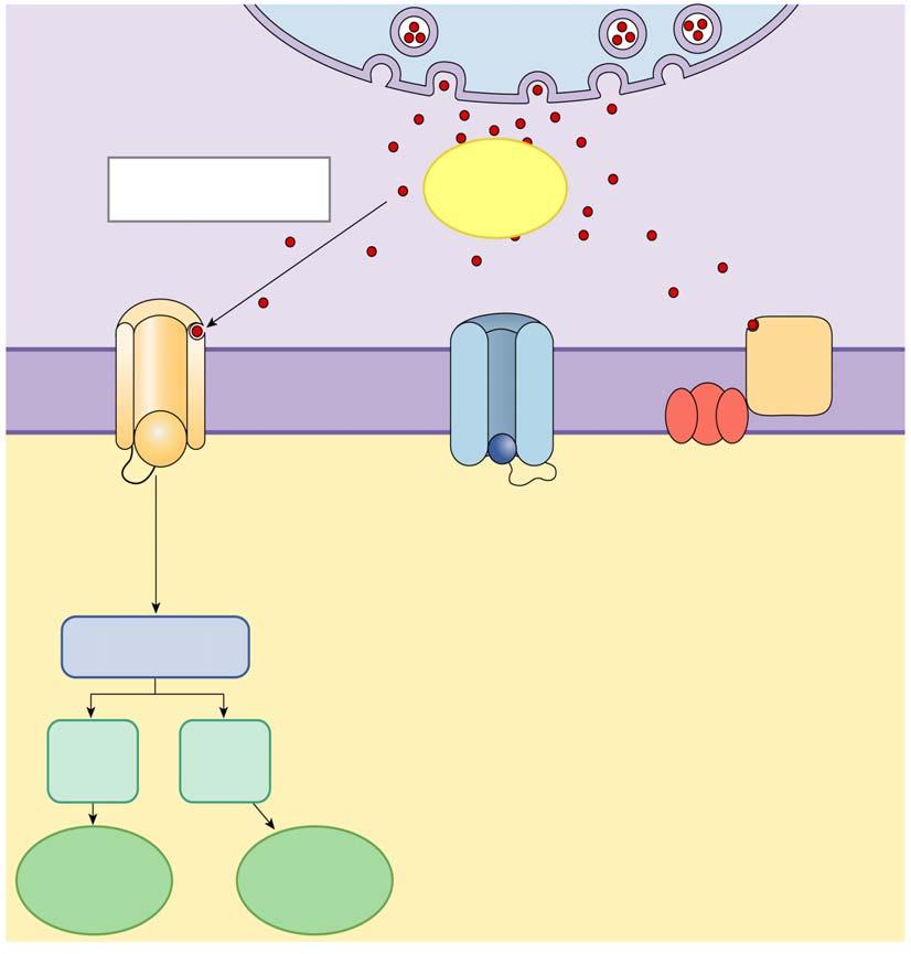 Fast and slow responses in postsynaptic cells Presynaptic axon terminal Rapid, short-acting fast synaptic potential Neurotransmitter Chemically gated