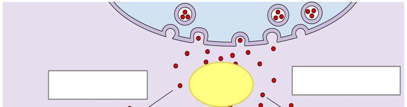 Presynaptic axon terminal Chemically gated