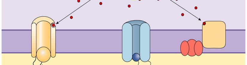 synaptic potential Neurotransmitter Slow